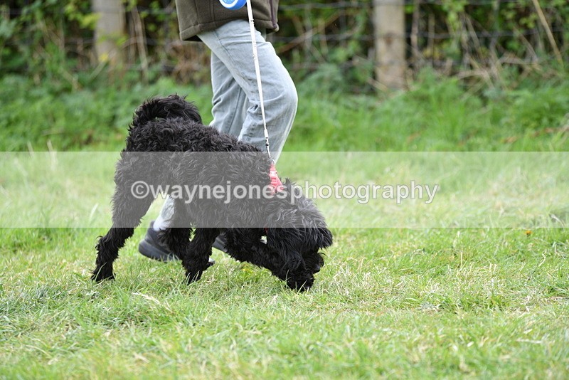 WJ5_9154 - Class 1 Best Cross Breed / Heniz 57