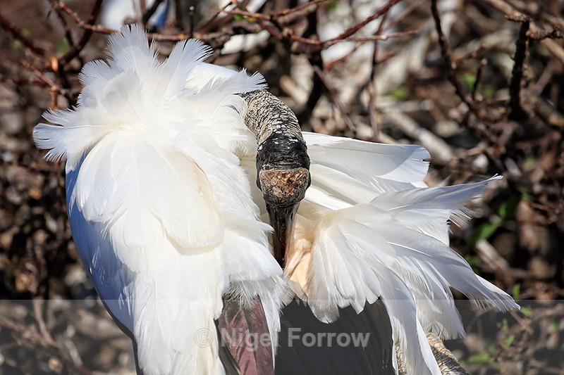 Wood Stork preening back feathers, Wakodahatchee Wetlands, Florida - Wood Stork