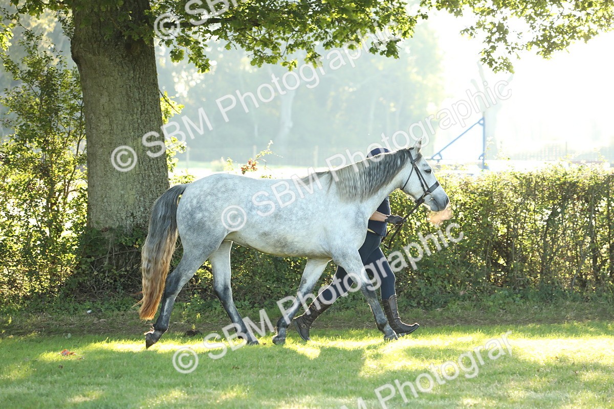 SBM_57924 - S42 - Youngstock