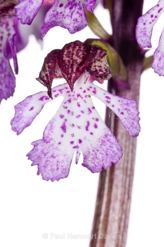 - WB: Orchids - Orchis