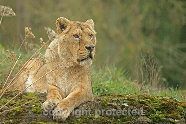 Asiatic Lioness resting (Cotswold Wildlife Park) - Asiatic Lions