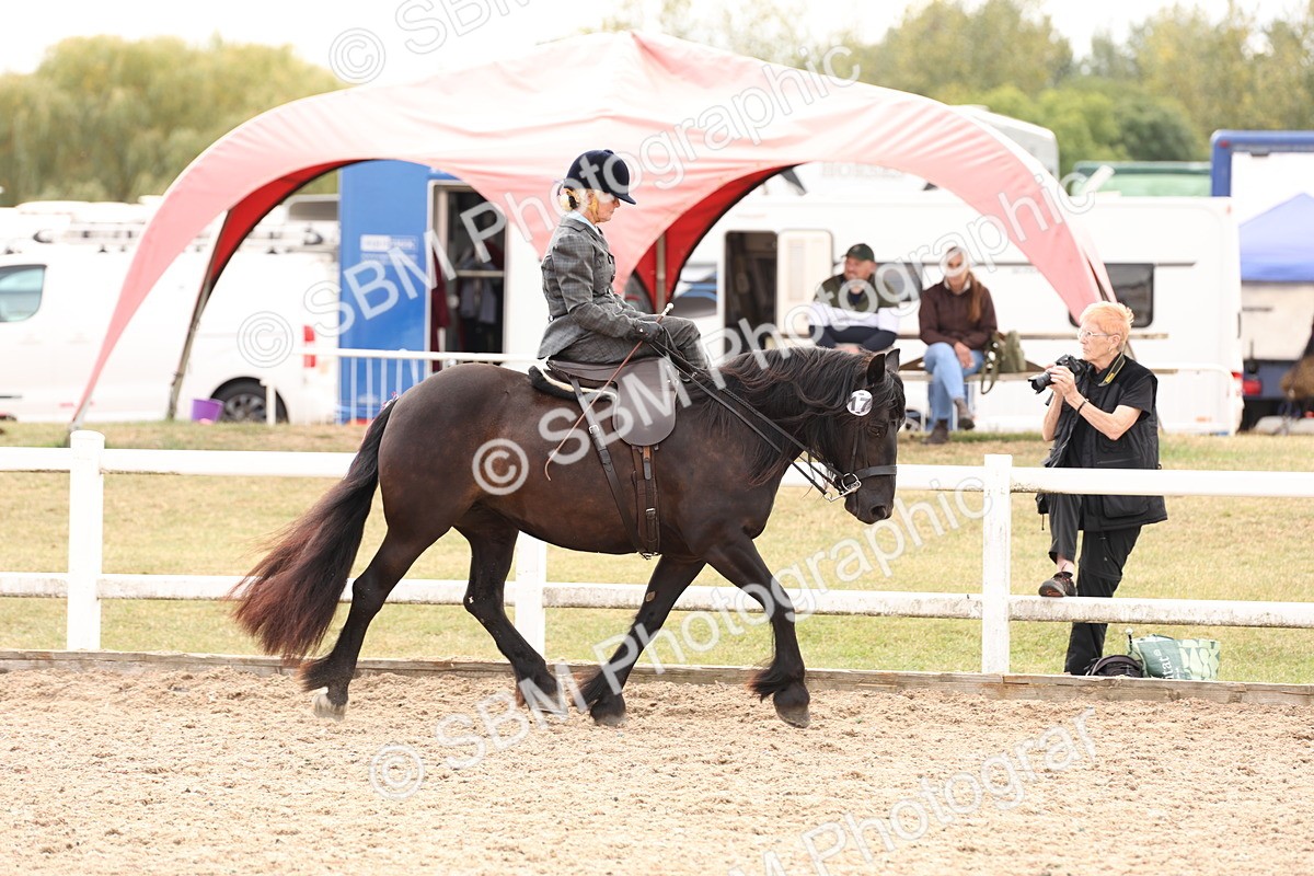 SBM_16389 - Class 211 - Best Side Saddle Horse - Pony