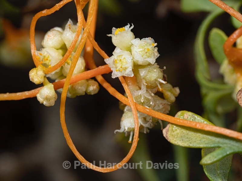 Field Dodder (Cuscuta campestris) - Ten Metres from Home 1.  (2020)