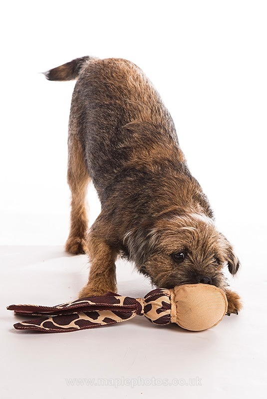 Border Terrier Puppy - Dogs!