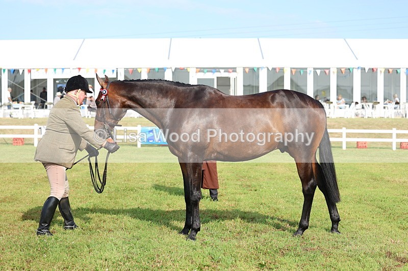 3E7A8326 - Class 2: Rising Star Large Hack/Riding Horse