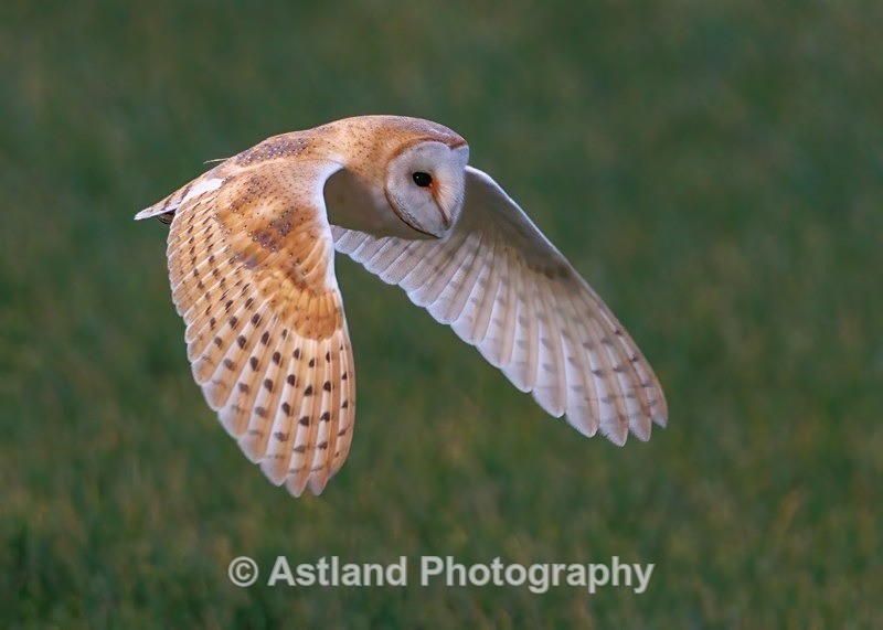 Barn Owl - Latest Images