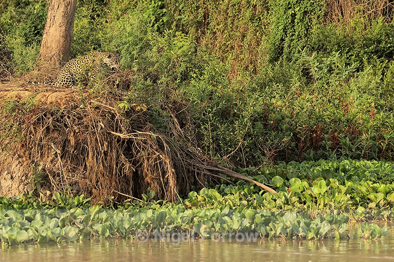 Female Jaguar watching for Caiman in river, Rio Sao Lourenco, Brazil - Jaguar