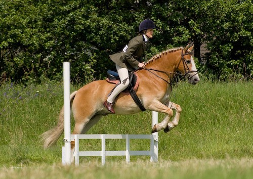 80 - Moniaive Horse Show 2008