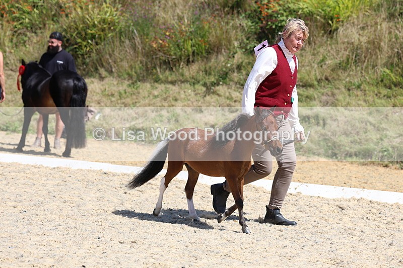 3E7A9468 - Class 30: Mnititature Horse