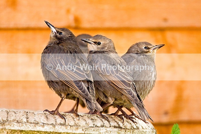 20080526-WE 107 Starling - Starlings
