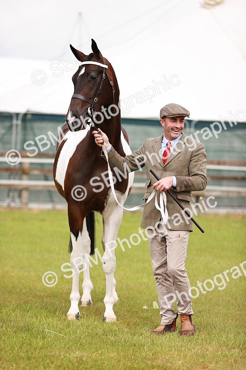 SBM_00769 - Class 26-30 Sport Horse In Hand