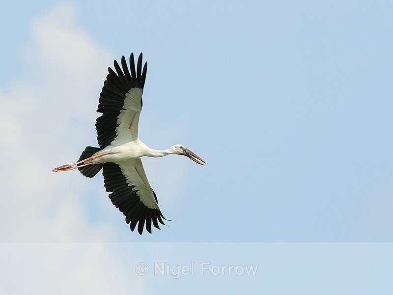 Asian Openbill flying with outstretched wings, Gao Giong, Vietnam - Asian Openbill