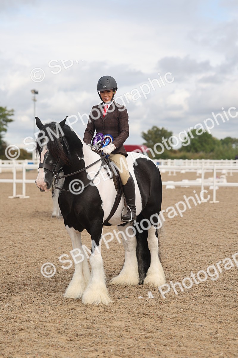 SBM_04499 - Class 18 - Handsomest Gelding (IH or Ridden)