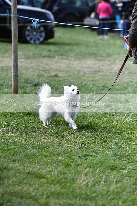 WJ5_0809 - Best in Show Championship