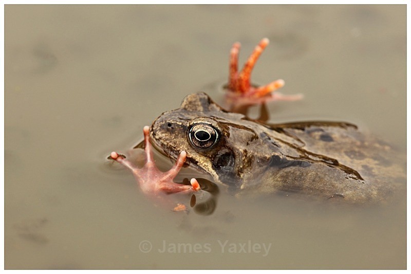 Hands Up - Best of British Wildlife