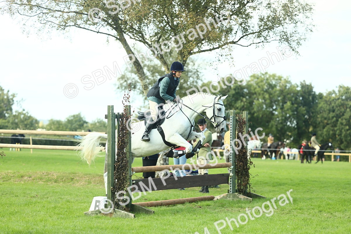 SBM_50603 - S33 - Working Hunter & Working Show Horse