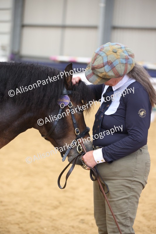 20260913-1760 - Class 117 - Stallion 4years and over