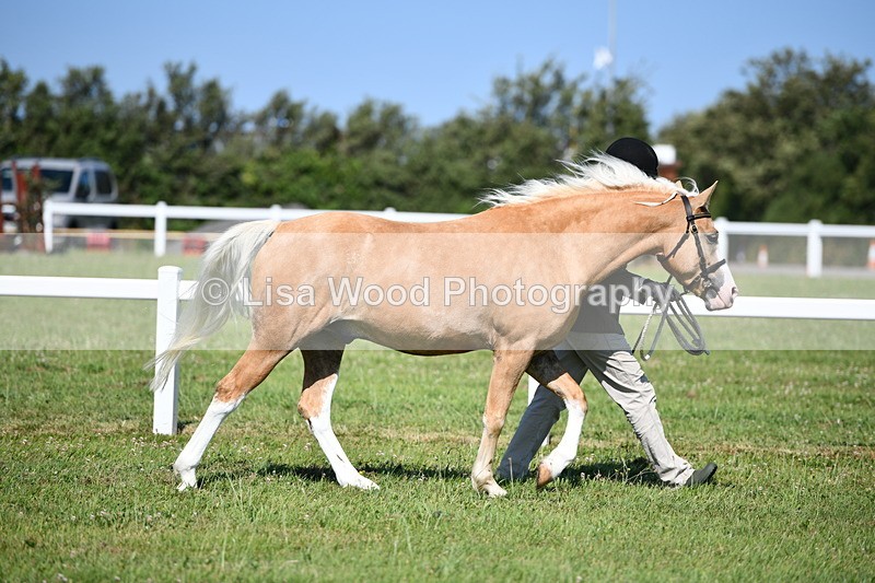 DSC_6395 - Class 53: NPS M&M 4 years and over Small Breeds
