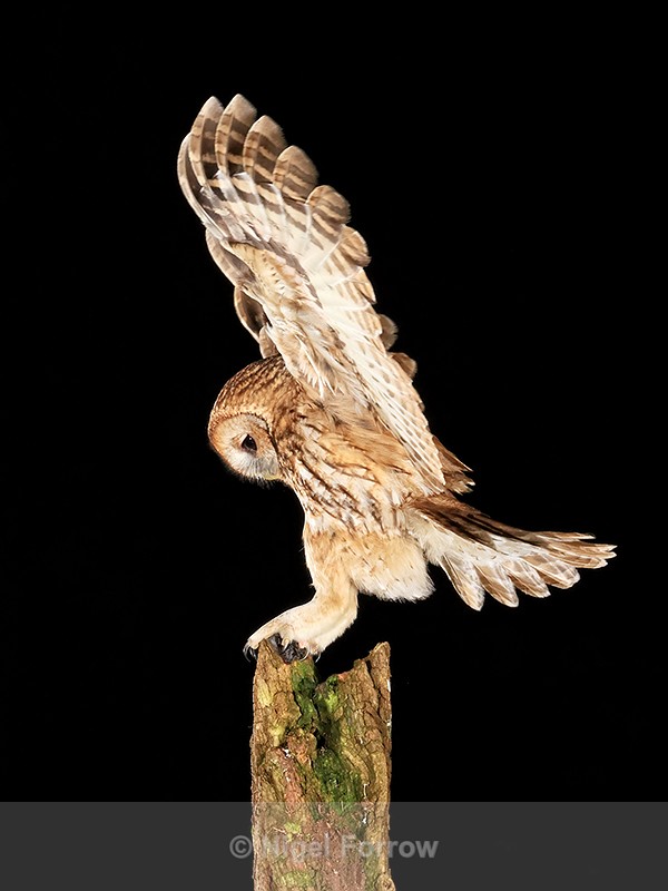 Tawny Owl lands on post at nightime, Otterbourne, Hampshire - Tawny Owl