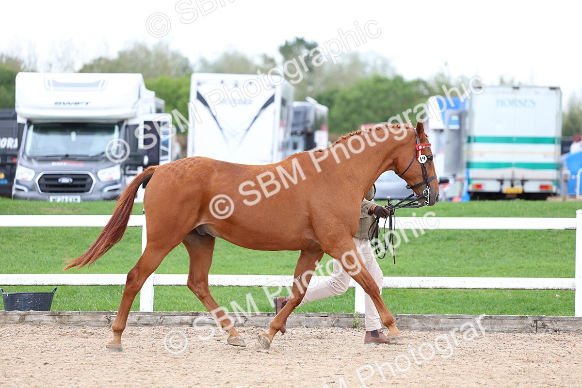 SBM_05707 - Class 28 - IH Veteran Horse