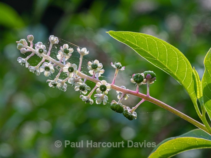 Levantine Pokeweed ( Phytolacca pruinosa) - Flower Portraits