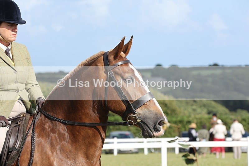 JPP_2984 - Class 20: Working Hunter 70cm