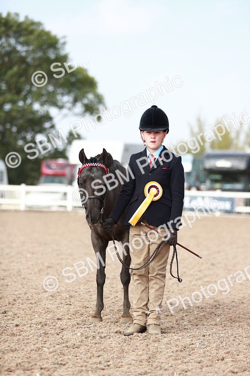 SBM_11130 - Class 205 IH Show Pony/ Show Hunter Pony