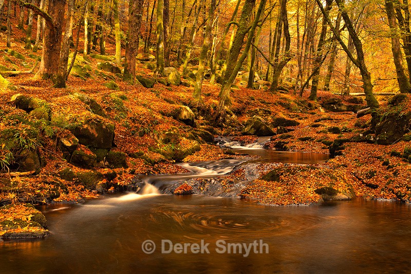 Autumn Woodland landscape Photograph