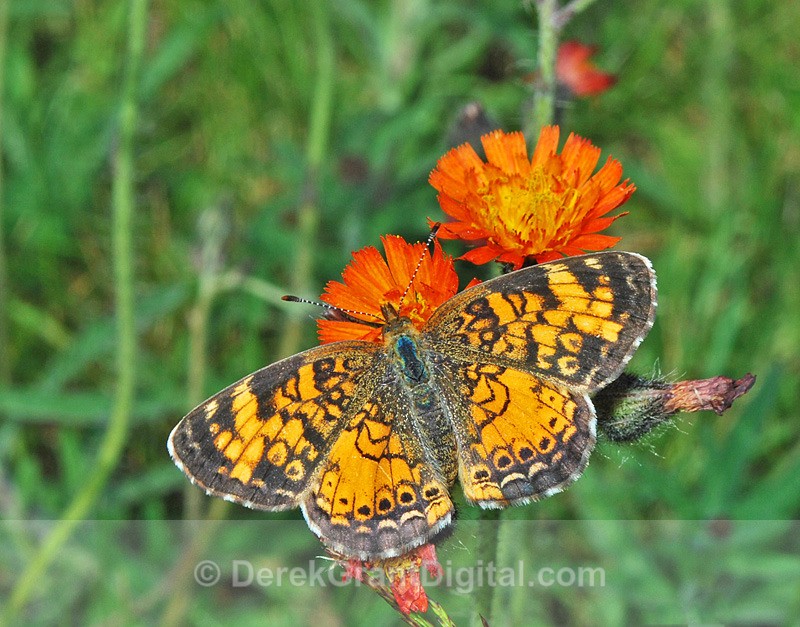 Northern Crescent - Butterflies & Moths of Atlantic Canada