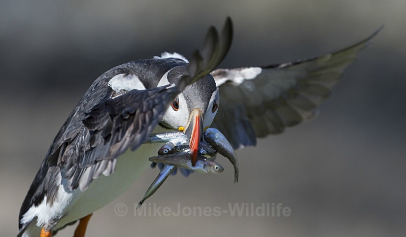 Puffin in flight. Lunga, Treshnish Isles, Inner Hebrides, Scotland. - ISLE OF MULL WILDLIFE, Wildlife images from the Inner Hebrides