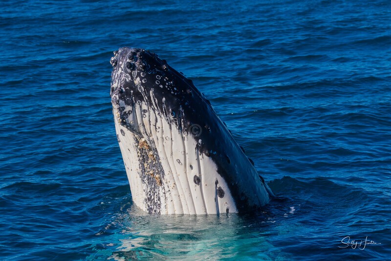 Spy Hop. 0A3A3335 - 2025 Whales