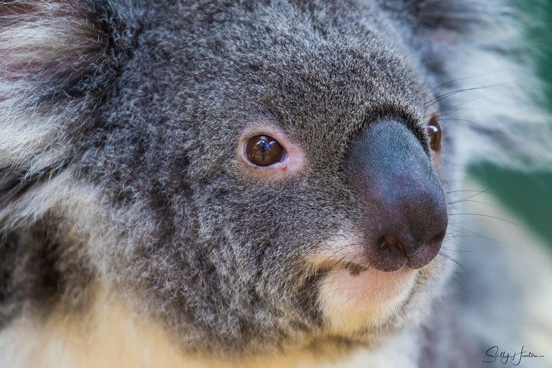 Koala Bear