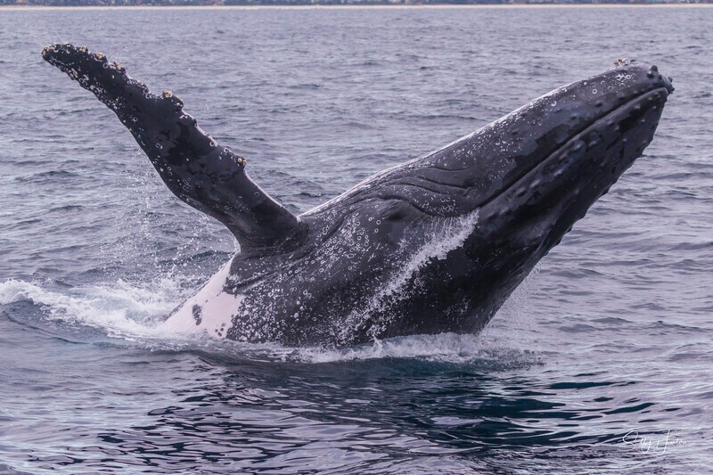 0A3A5549 - 2024 Whale Photos