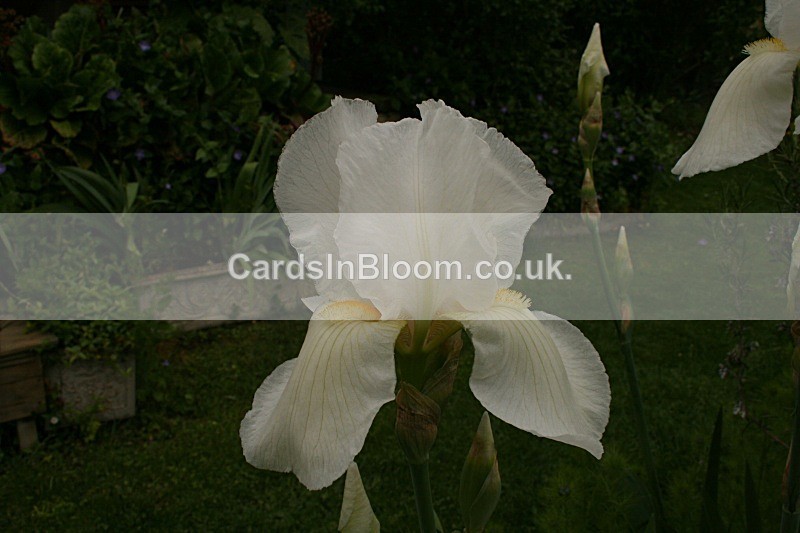 Iris 1072 - IRISES