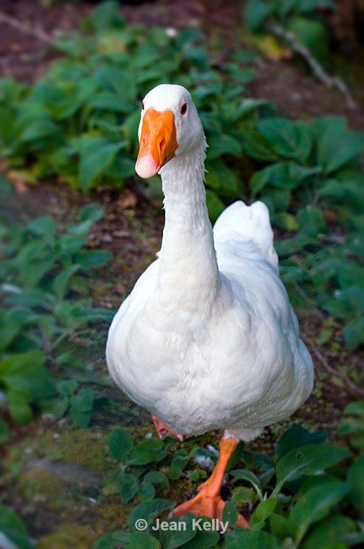 Goose - 5968 - Birds