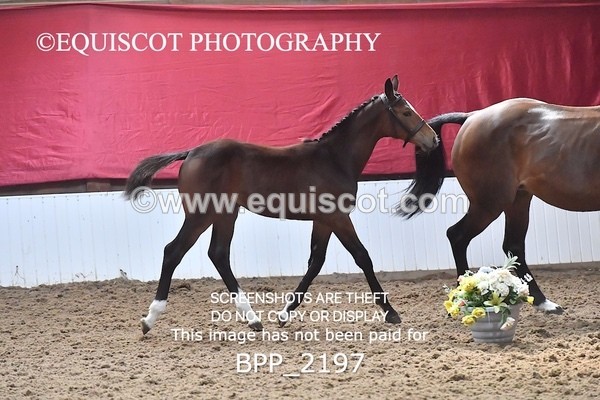 BPP_2197 - AFTERNOON 12.30 - 3.30PM