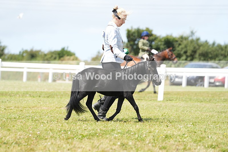 DSC06549 - Class 56: Miniature Horse 1, 2 & 3yr olds