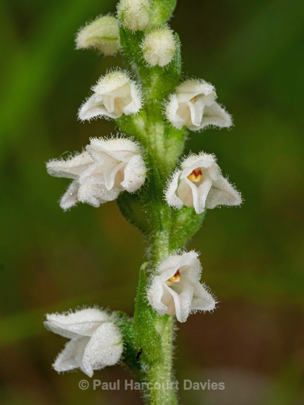 Creeping Ladies Tresses (Goodyera repens) - Wild Orchids 2020