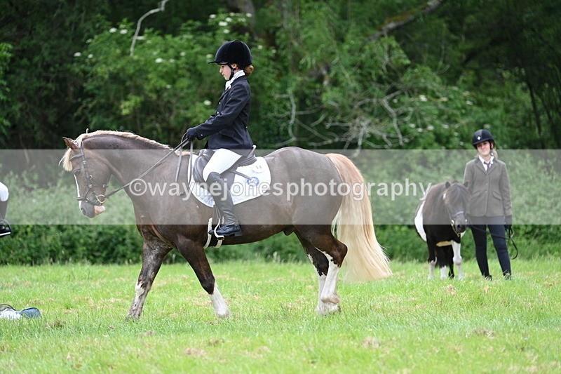 WJ7_4173 - Class 14A Handsome Gelding