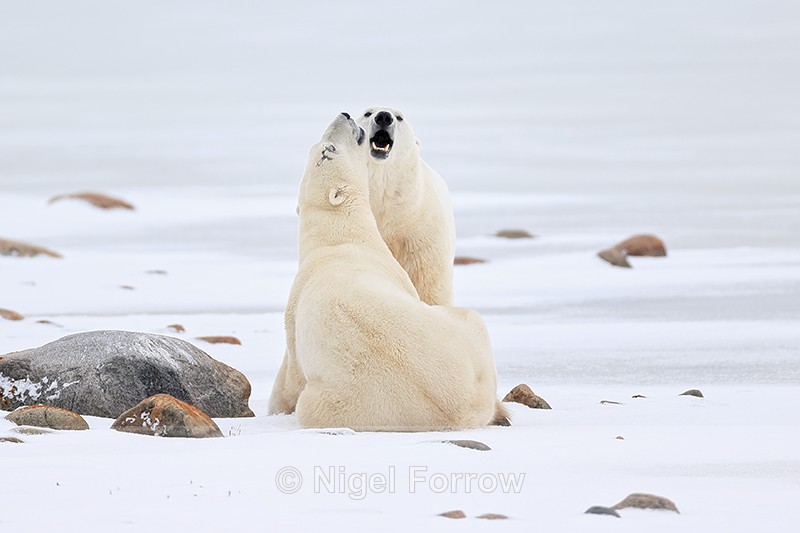 Polar Bears thinking about sparring, Churchill, Canada - Polar Bear