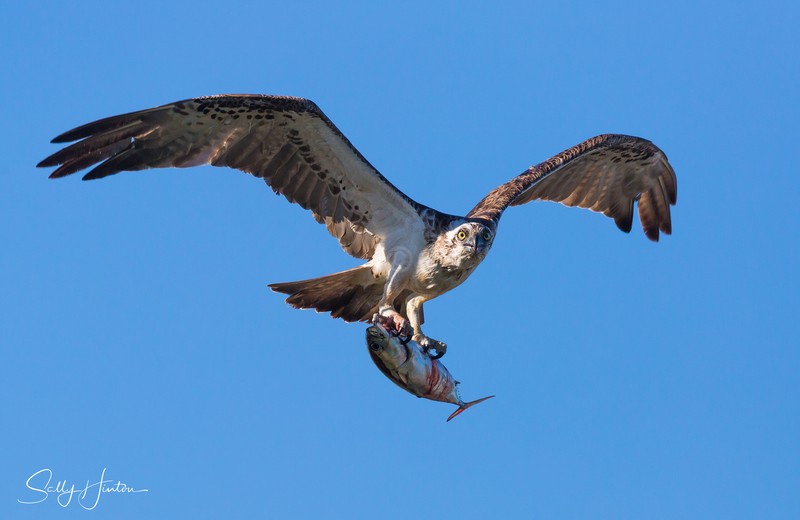 Osprey with Trevally