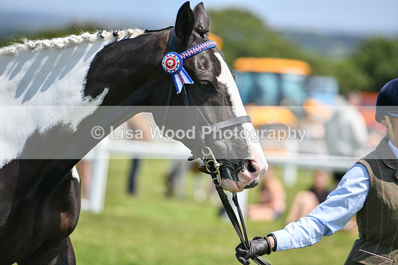DSC_7855 - Class 65: Coloured Horse 4yrs & Over