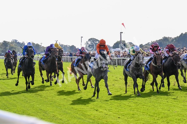 111025-Race 2-Grey Cuban-0259 - Race 2 Coral 'Pipped At The Post' Handicap at York
