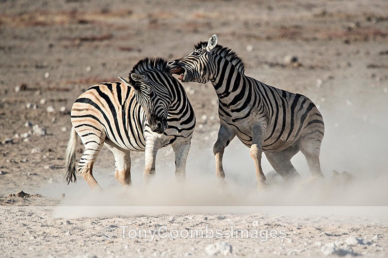Burchills Zebra  (challenge) - Etosha National Park ~ Mammals
