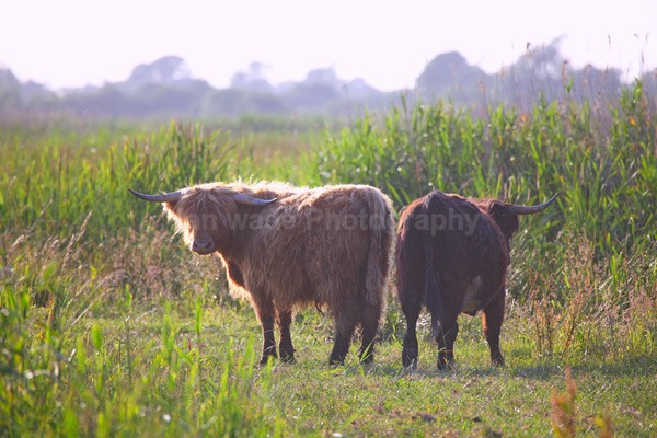 Ham Wall Wildlife_ HWWL001 - Wildlife, Mammal Photography, Great Britain