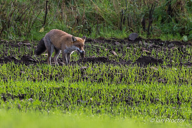Predator in Action! - Red Fox (Vulpes vulpes) - 5 of 5 - Nature