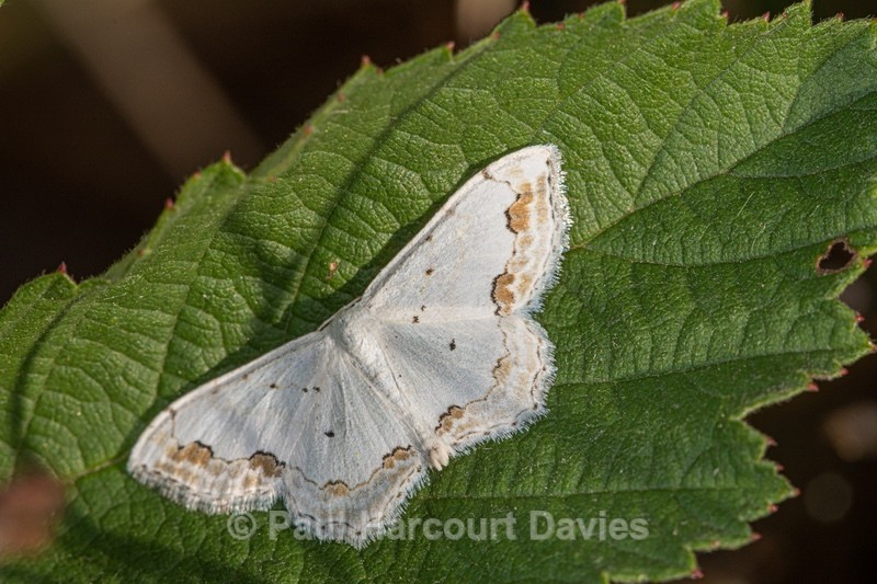 Lace Border (Scopula ornata) - Insects, Spiders and other Animals