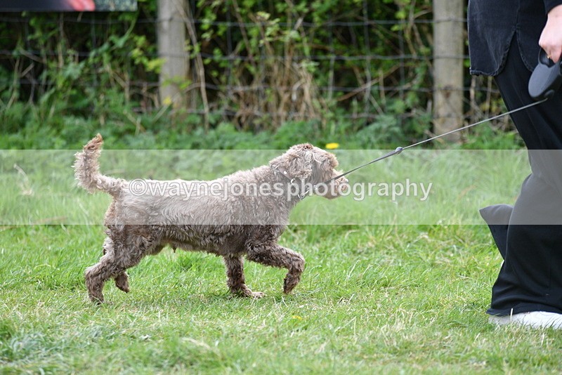 WJ5_9197 - Class 1 Best Cross Breed / Heniz 57