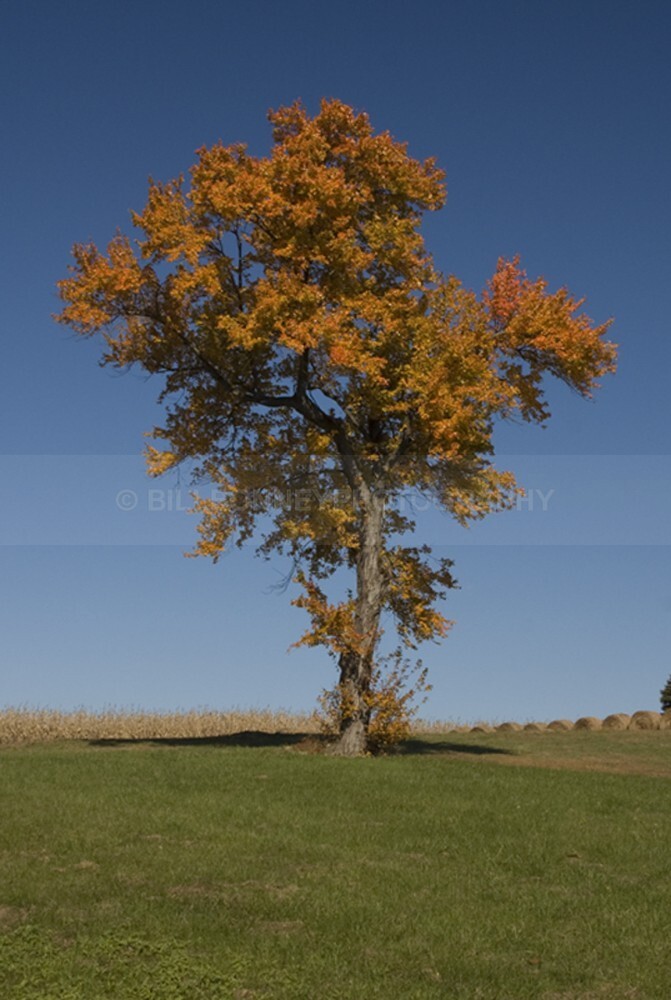 98 - The Tree Project