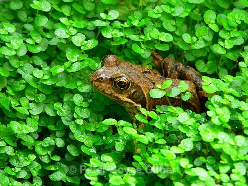  - Flora & Fauna